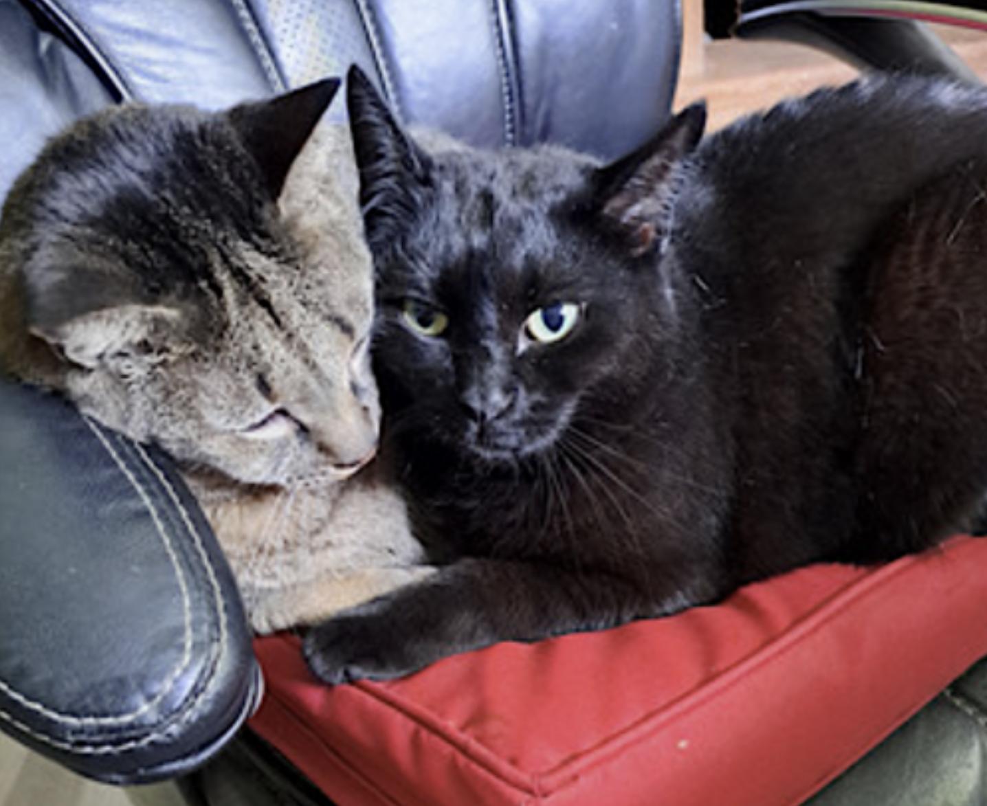 Danny and Lilbit, a Adoptable Domestic Short Hair in Augusta, GA image 2/6