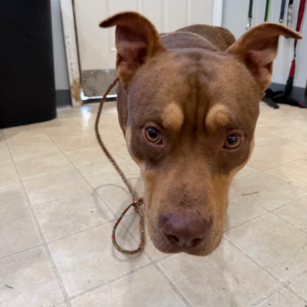 Enlarge Luke, a Adoptable Pit Bull Terrier in Hohenwald, TN image 1/5