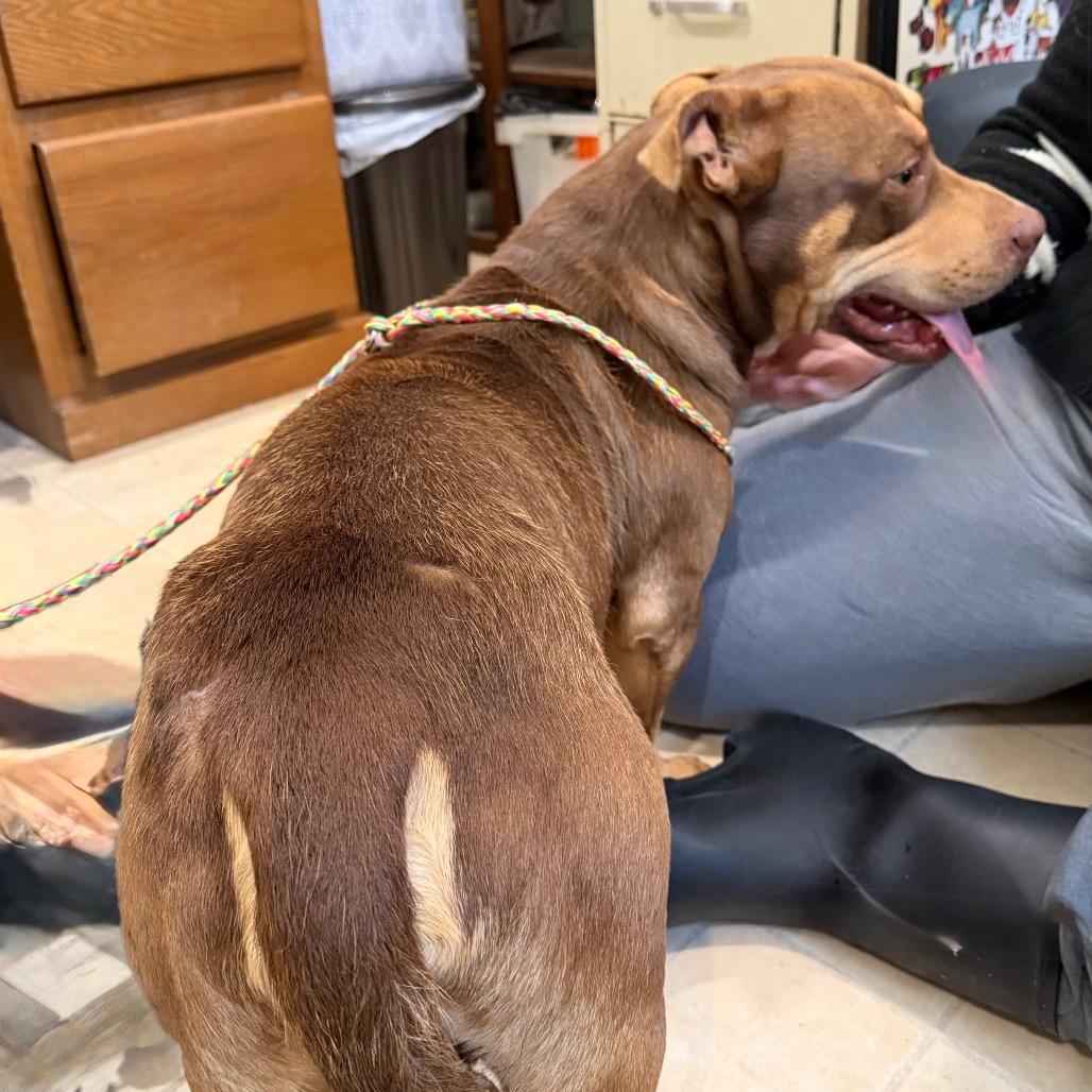 Enlarge Luke, a Adoptable Pit Bull Terrier in Hohenwald, TN image 3/5