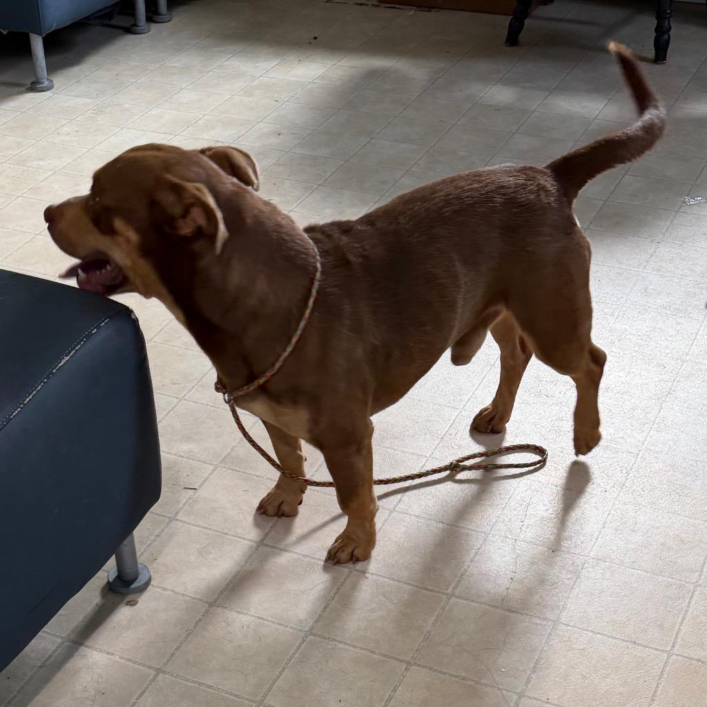 Enlarge Luke, a Adoptable Pit Bull Terrier in Hohenwald, TN image 5/5