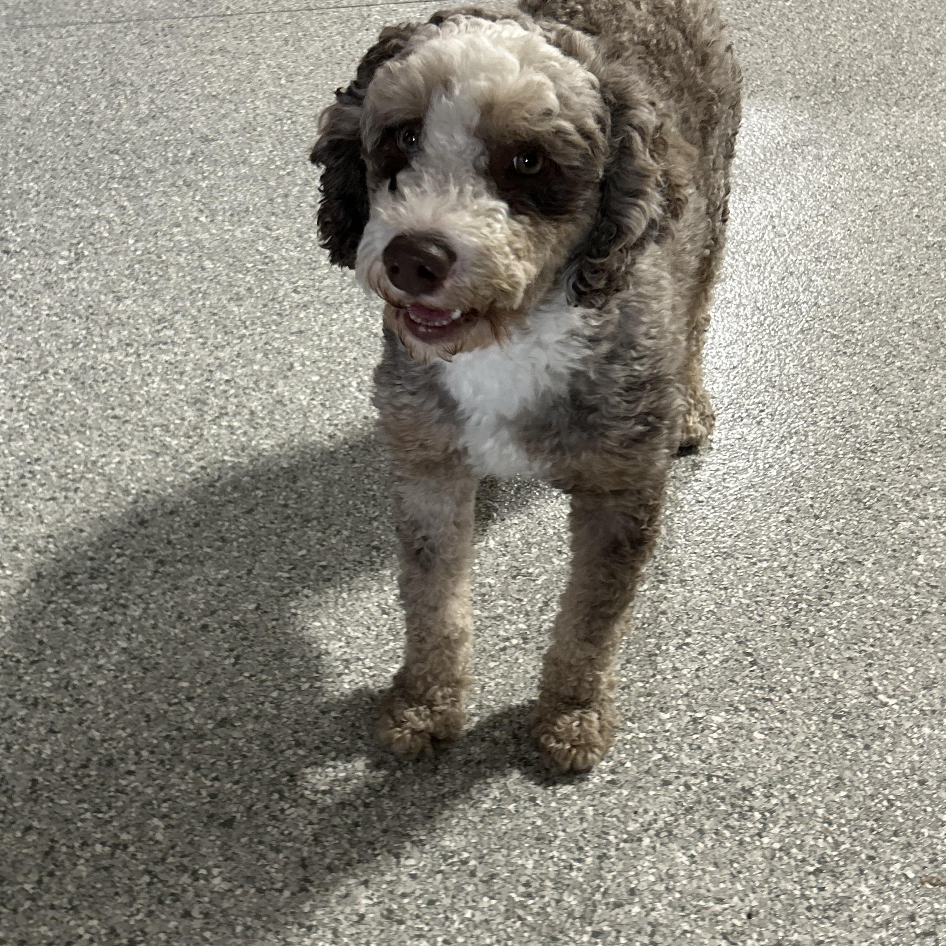 Enlarge Kane, a Adoptable Bernedoodle in Antwerp, OH image 2/5