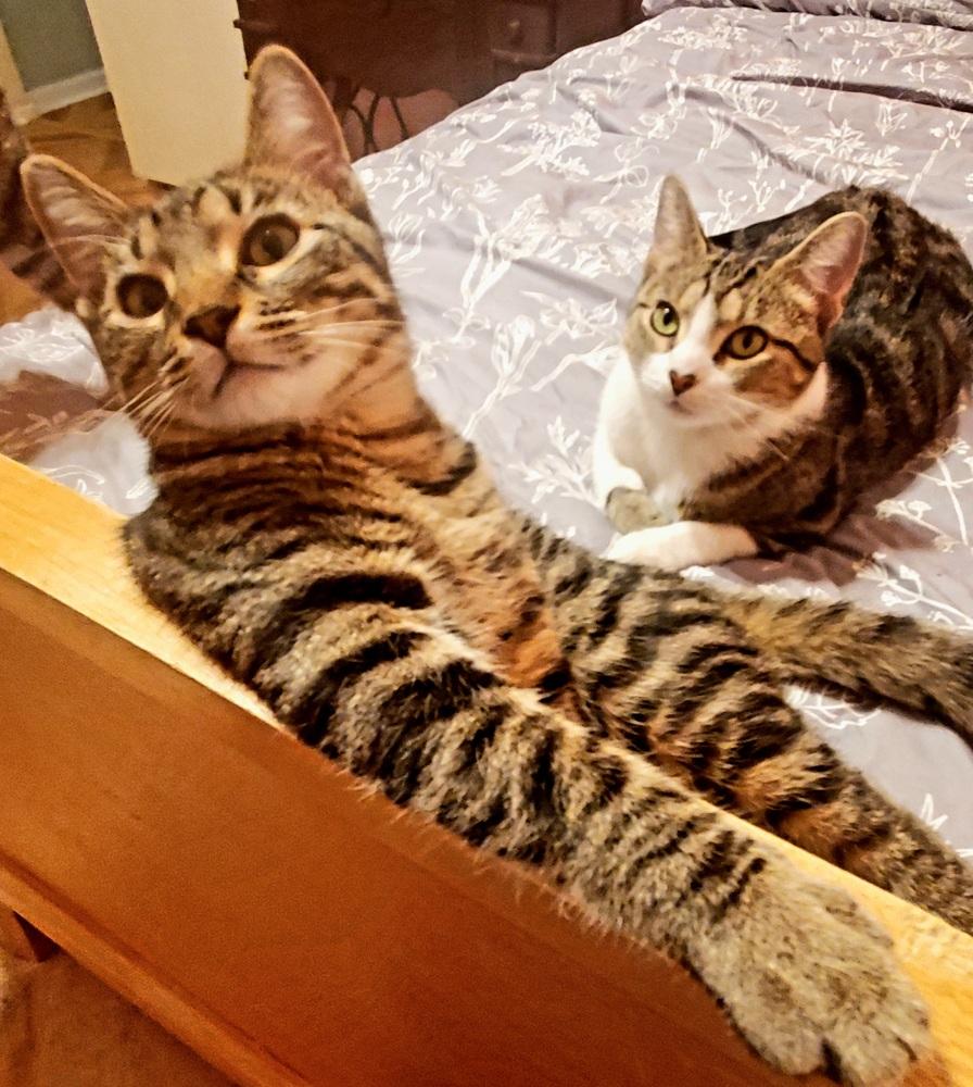 Tigger B — thumbnail 3