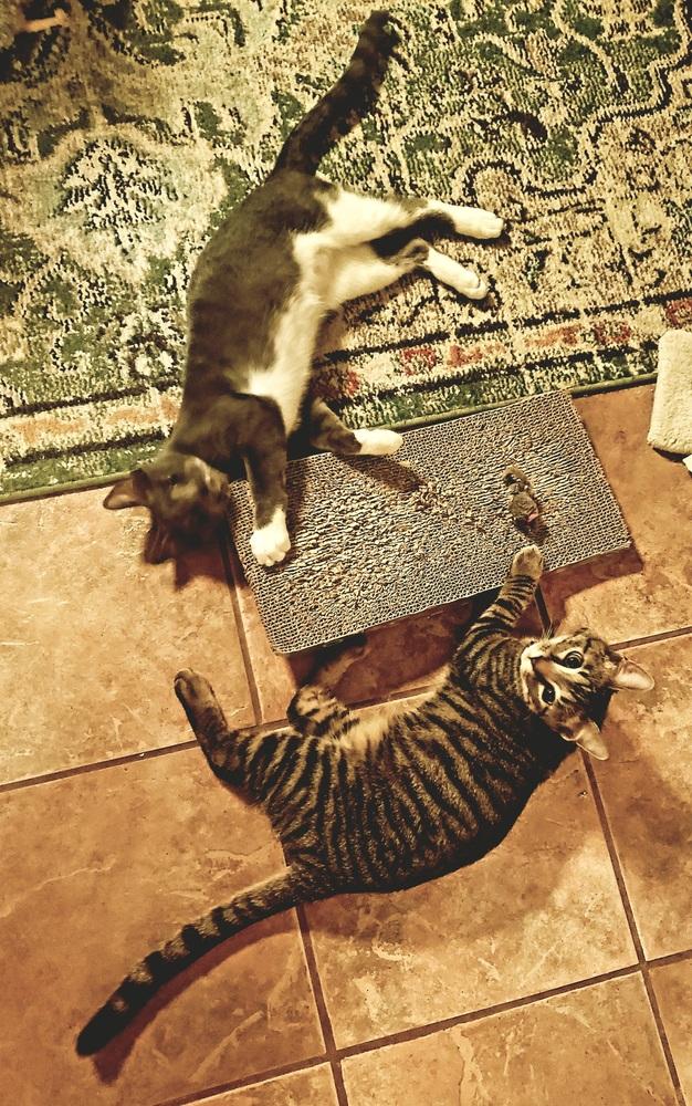 Tigger B — thumbnail 4