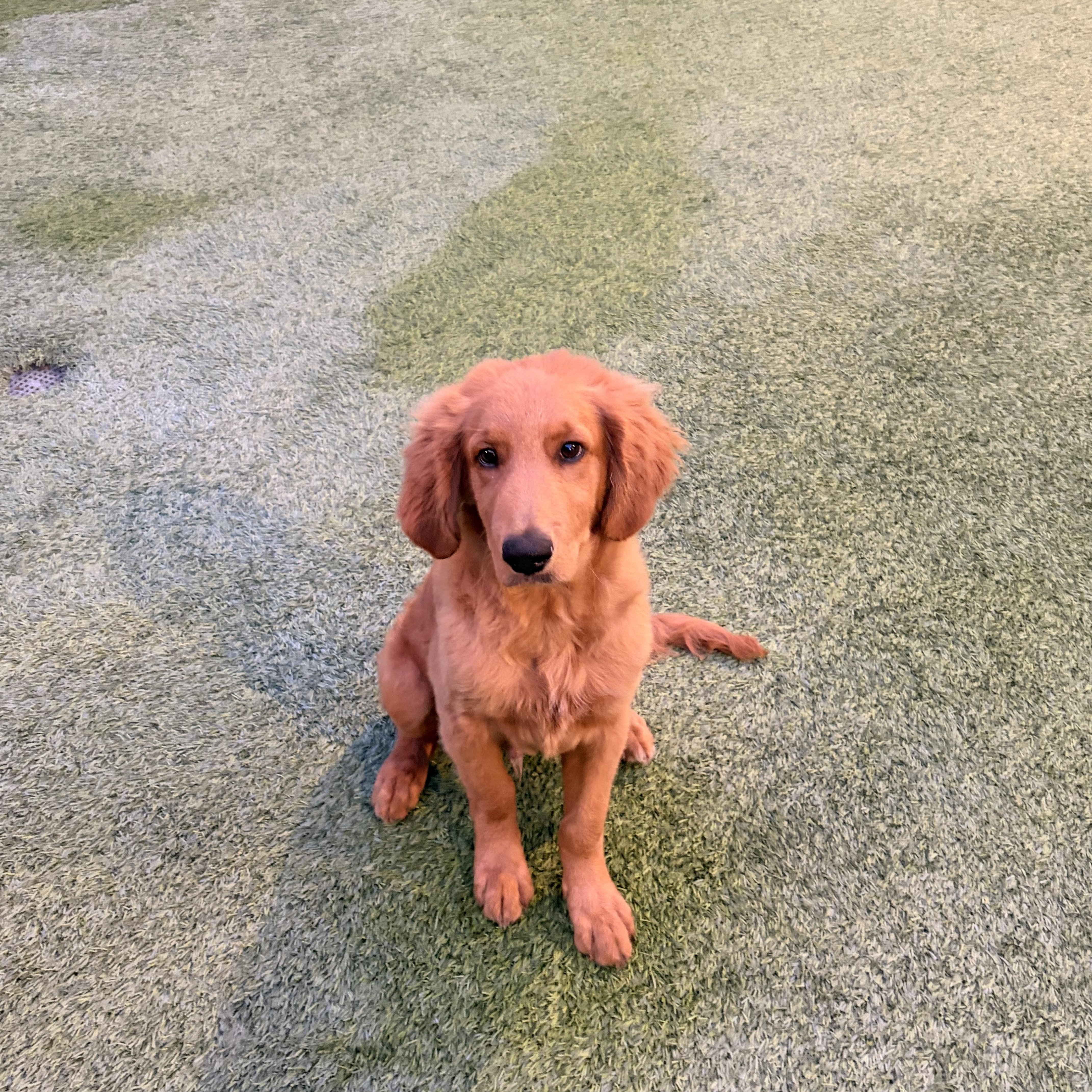 Miloo, a ADOPTABLE Golden Retriever in Torrance, CA image 4/4