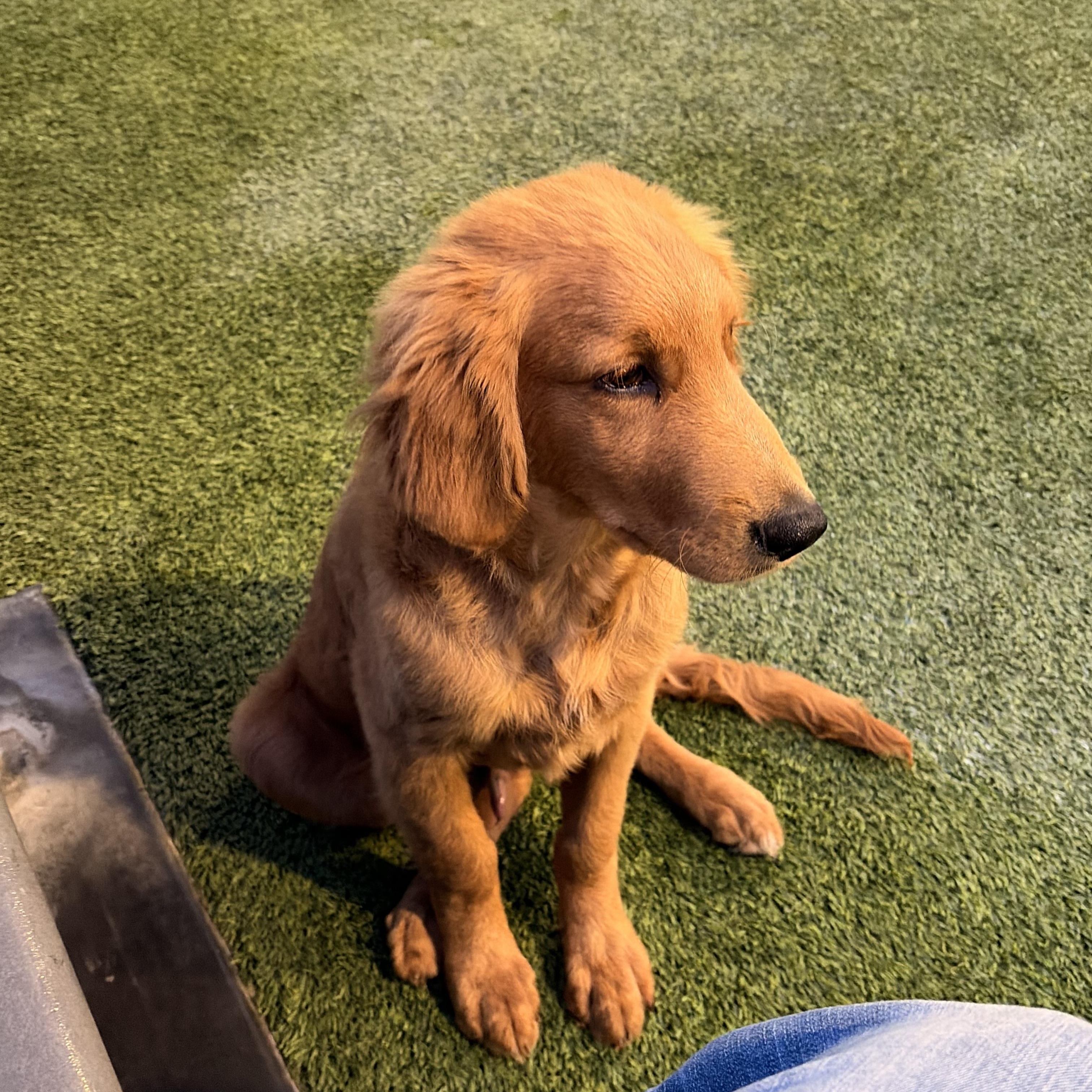 Miloo, a ADOPTABLE Golden Retriever in Torrance, CA image 2/4