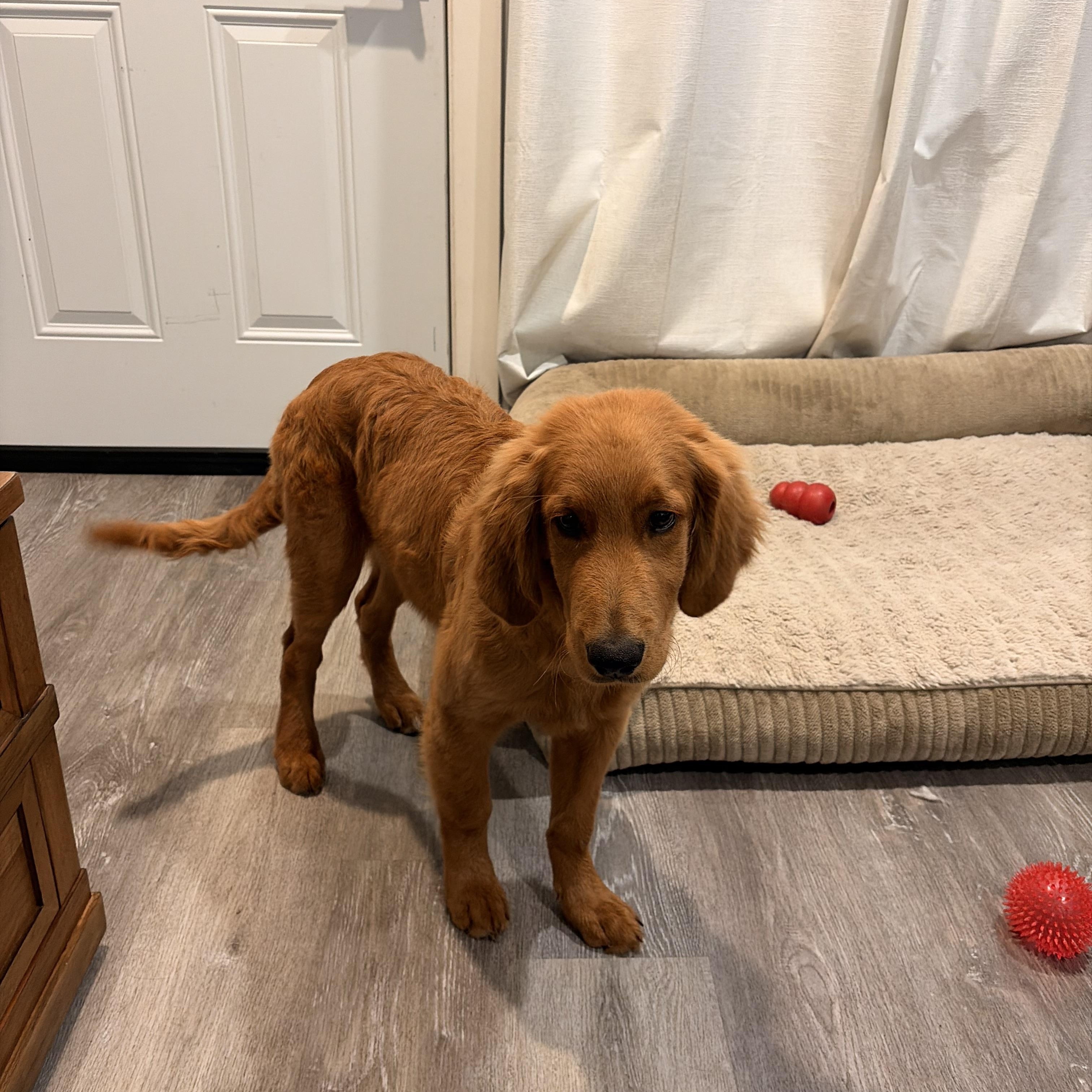 Miloo, a ADOPTABLE Golden Retriever in Torrance, CA image 3/4