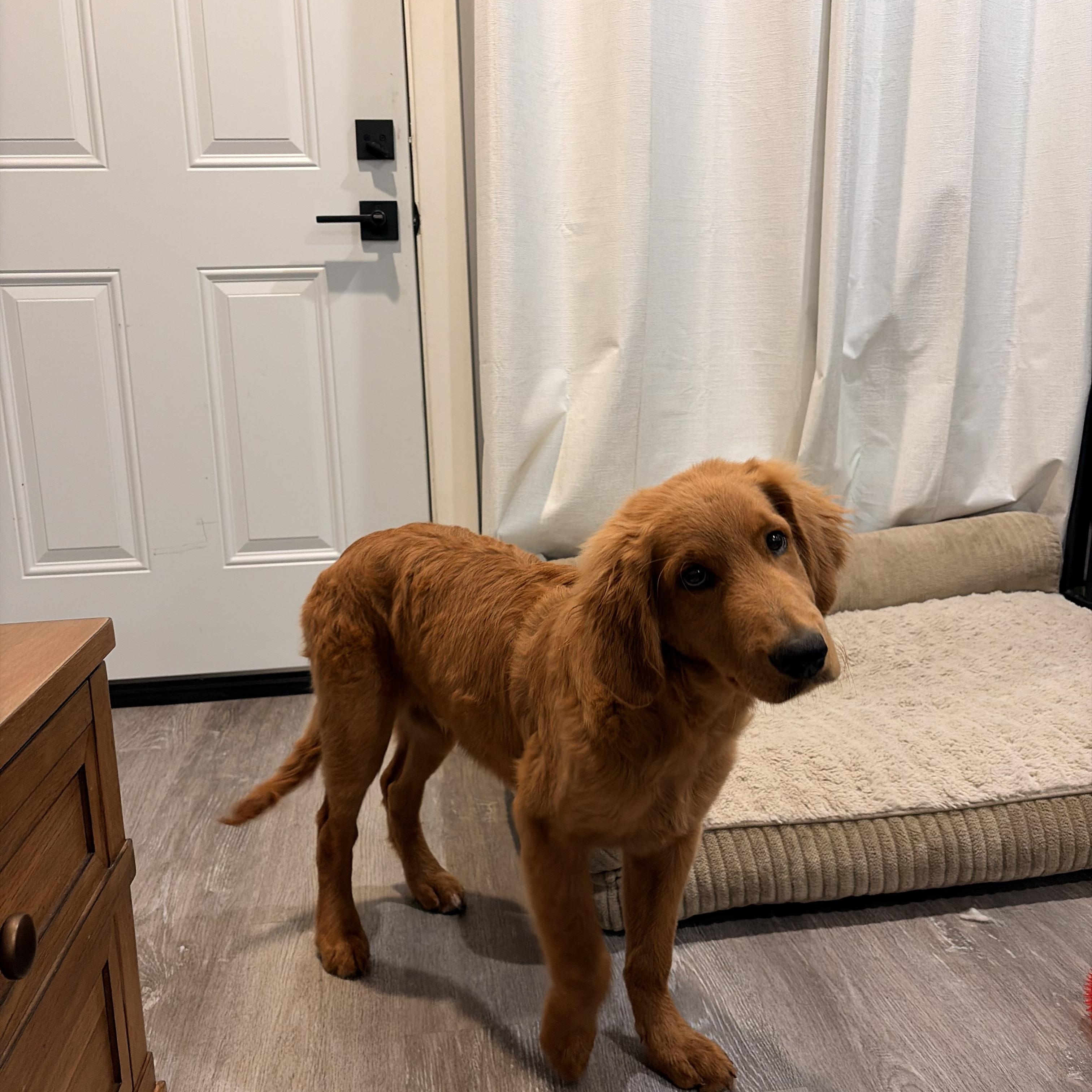 Miloo, ADOPTABLE, Young Male Golden Retriever.