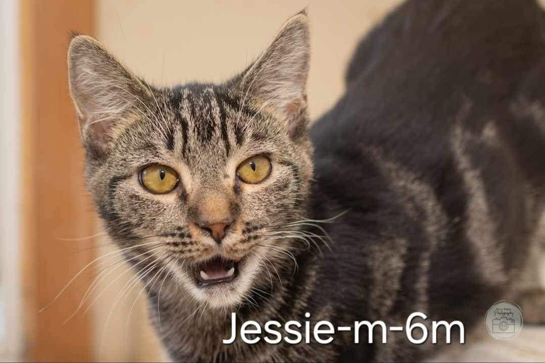 Jessie, Adopted, Young Male Domestic Short Hair.