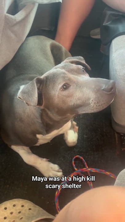 Enlarge Maya, a Adoptable mixed breed in Burnsville, MN video 6/6