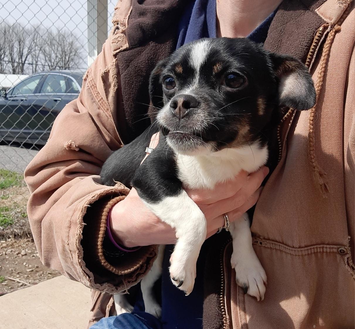 Macy, ADOPTABLE, Young Female Chihuahua & Pug.