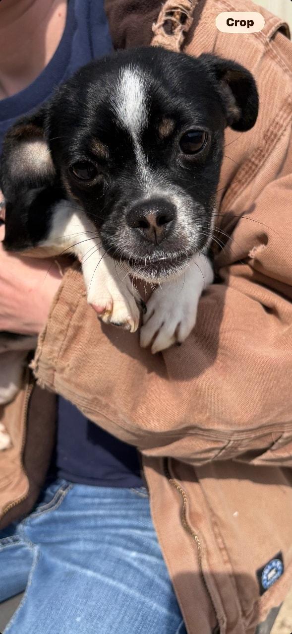 Enlarge Macy, a ADOPTABLE mixed breed in Metropolis, IL image 2/2