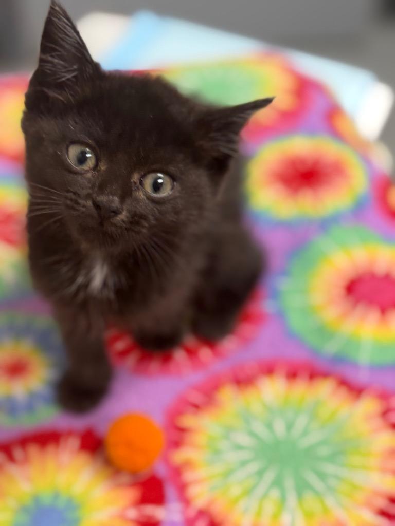 Enlarge Bonnie, a Adoptable mixed breed in North Vernon, IN image 1/2