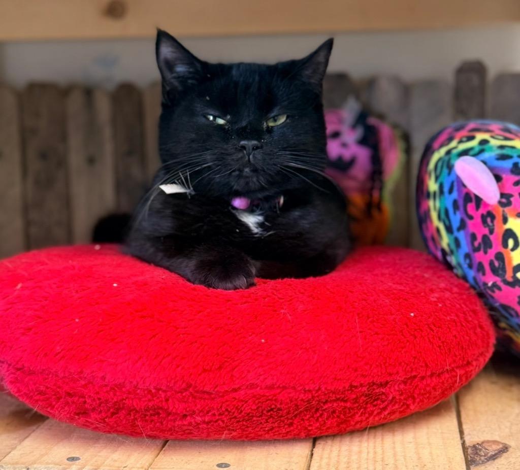 Enlarge Bonnie, a Adoptable mixed breed in North Vernon, IN image 2/2