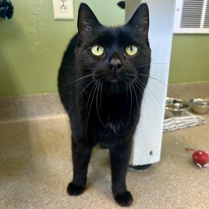 Finley, a Adoptable Domestic Short Hair in East Montpelier, VT image 1/3