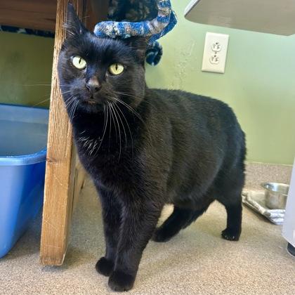 Finley, a Adoptable Domestic Short Hair in East Montpelier, VT image 2/3