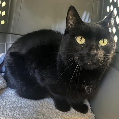 Finley, a Adoptable Domestic Short Hair in East Montpelier, VT image 3/3