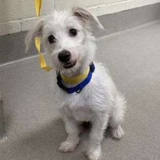 Enlarge Wade, a Adopted mixed breed in Danbury, CT image 1/3