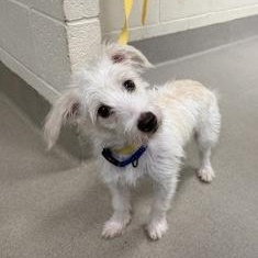 Enlarge Wade, a Adopted mixed breed in Danbury, CT image 2/3