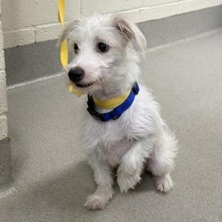 Enlarge Wade, a Adopted mixed breed in Danbury, CT image 3/3