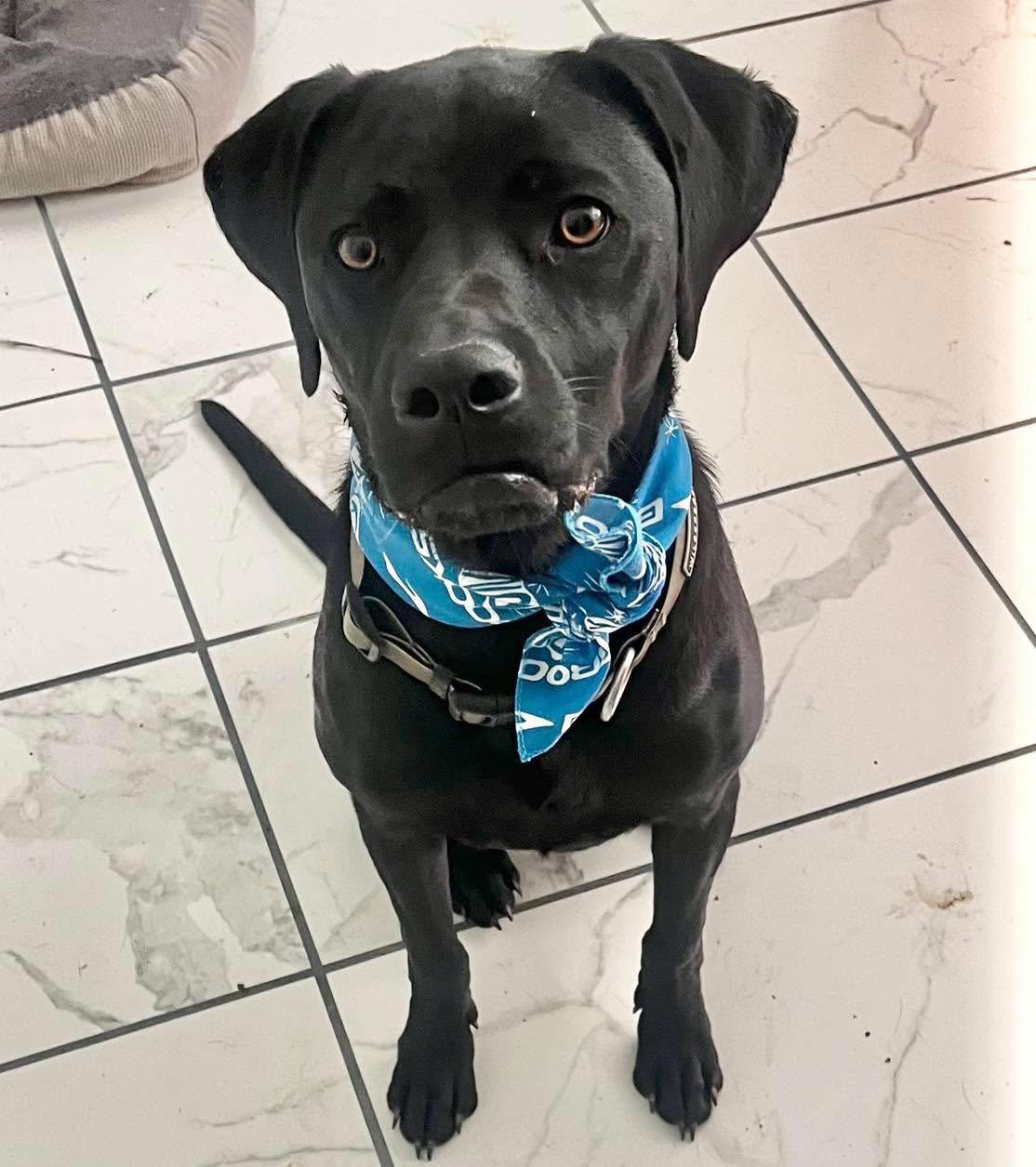 Hobie, Adopted, Young Male Black Labrador Retriever.