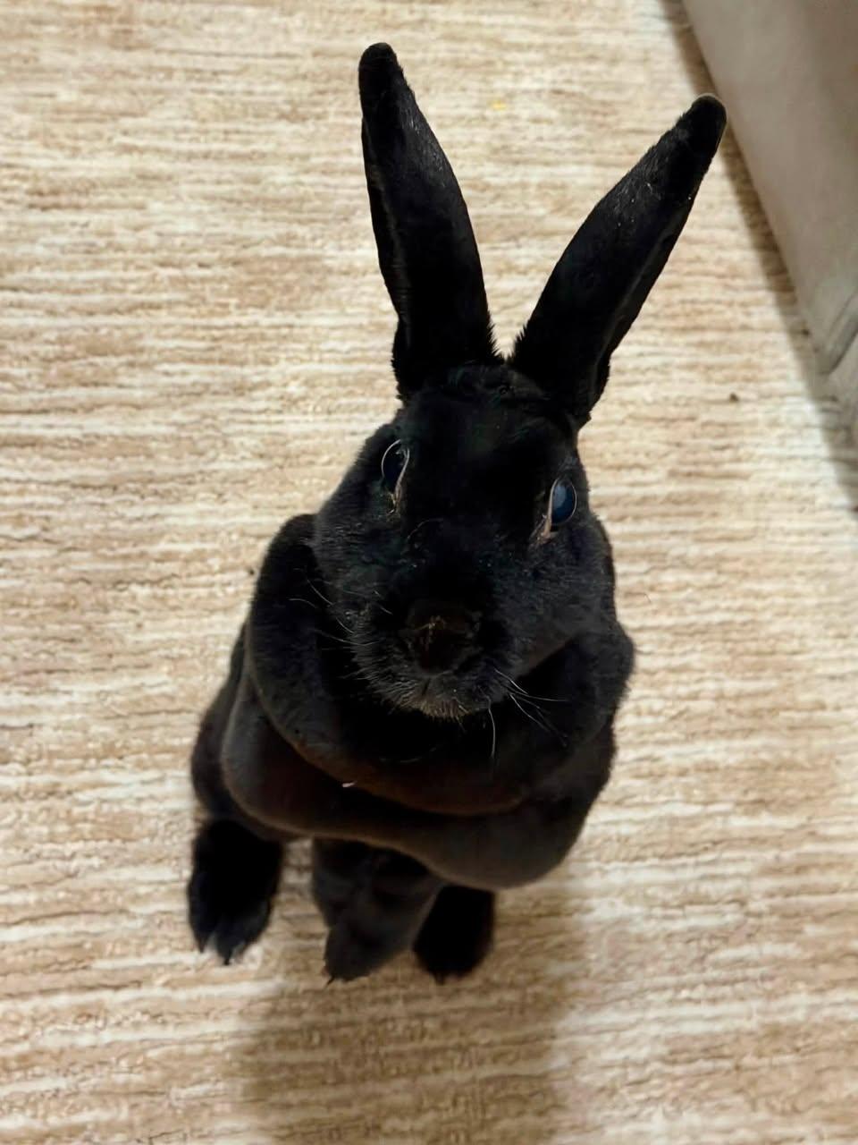 Enlarge Judy, a Adoptable Rex in CHARLOTTE, NC image 3/4