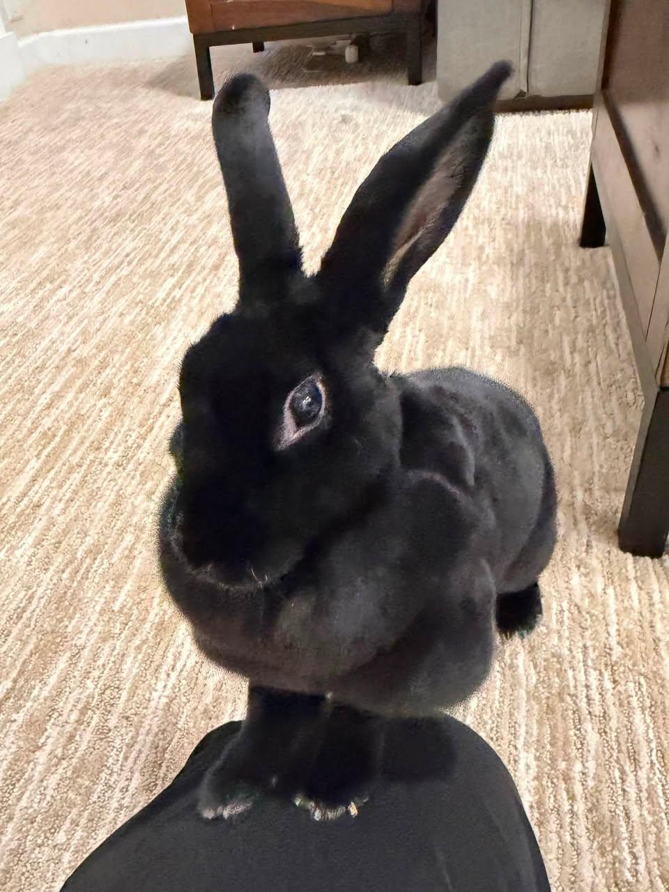 Enlarge Judy, a Adoptable Rex in CHARLOTTE, NC image 4/4