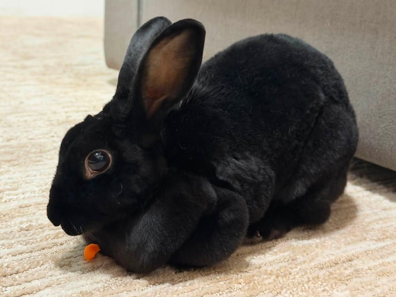 Enlarge Judy, a Adoptable Rex in CHARLOTTE, NC image 2/4