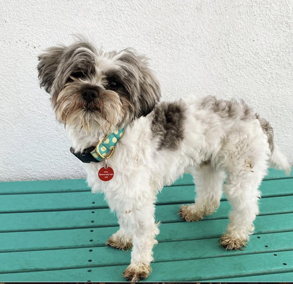 Hello My name is Merlin I was recently rescued so the people at Wags are still getting to know me