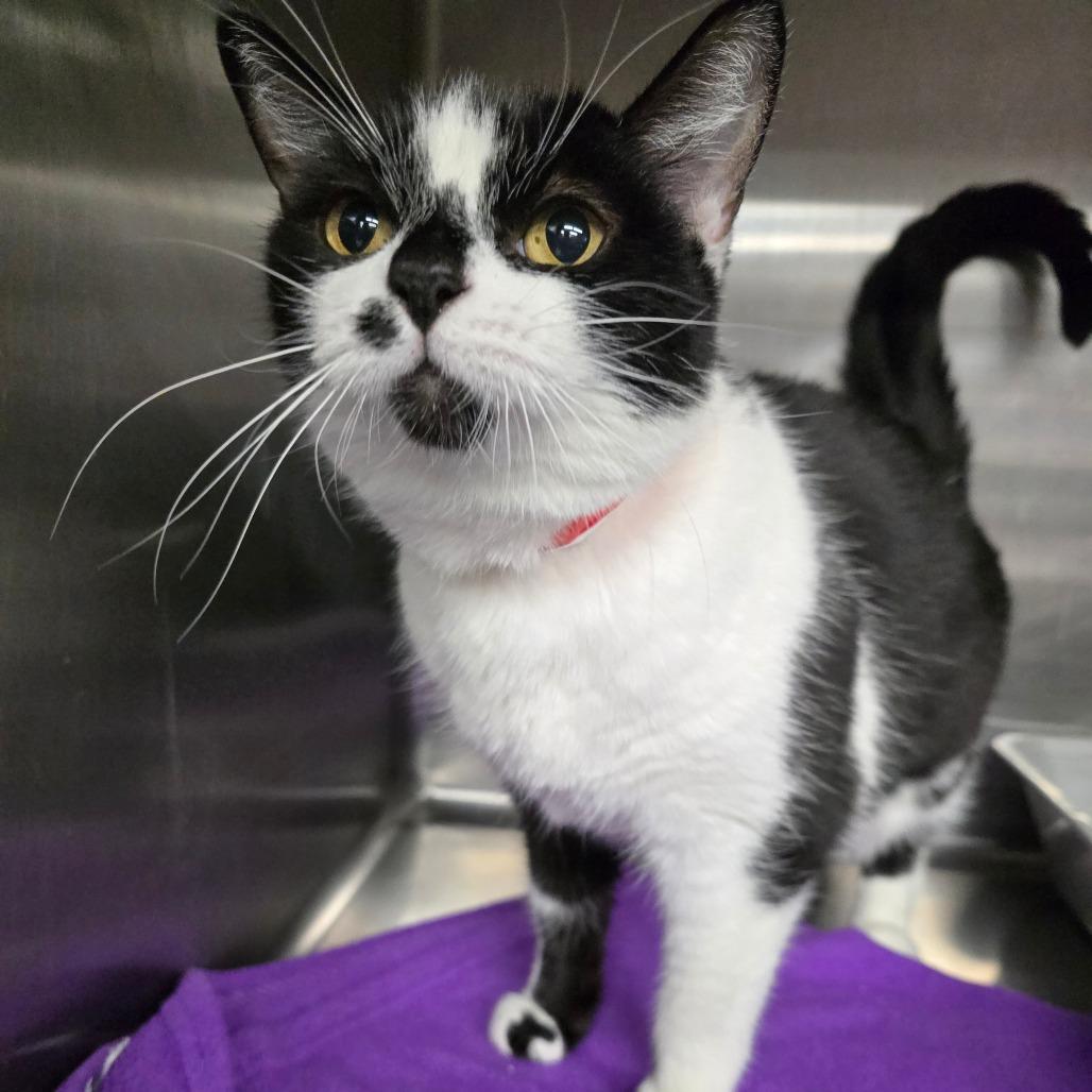 Naga, Adoptable, Senior Female Domestic Short Hair.