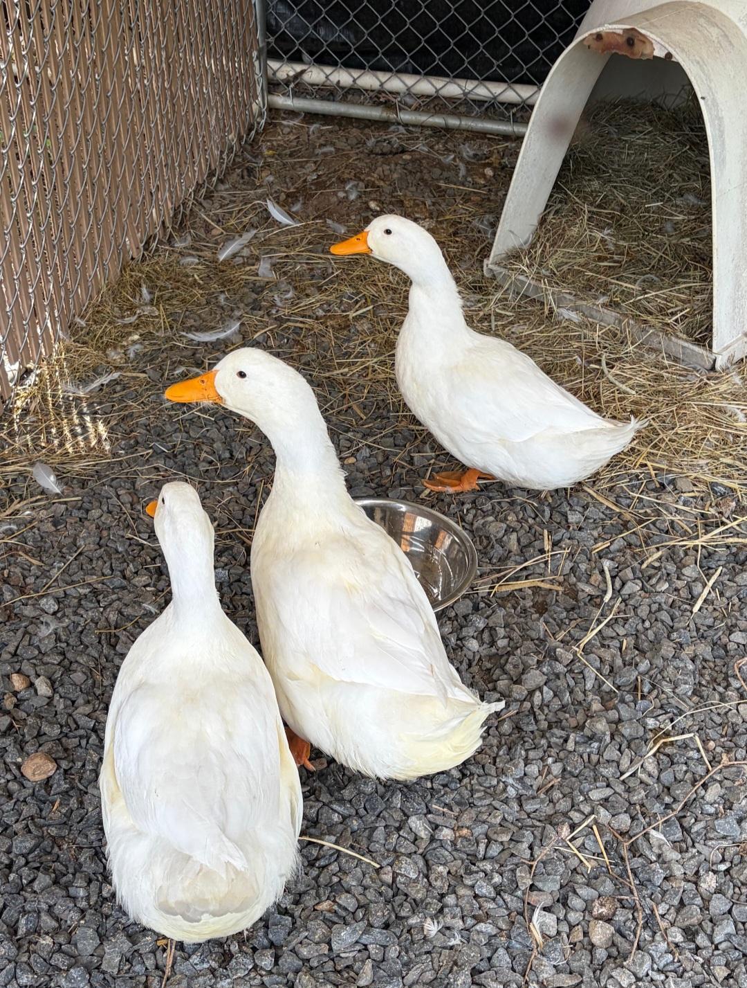Waddles, Quackers and Squeak, adopted, Young Female Duck.