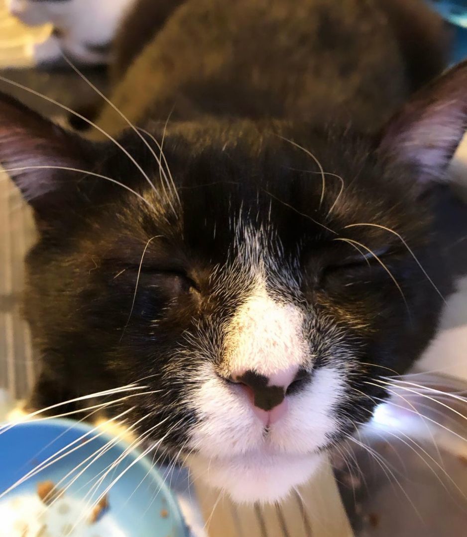 Enlarge Hugo – Sweet, Sassy with a Heart of Gold!, a Adoptable Domestic Short Hair in New York, NY image 3/5