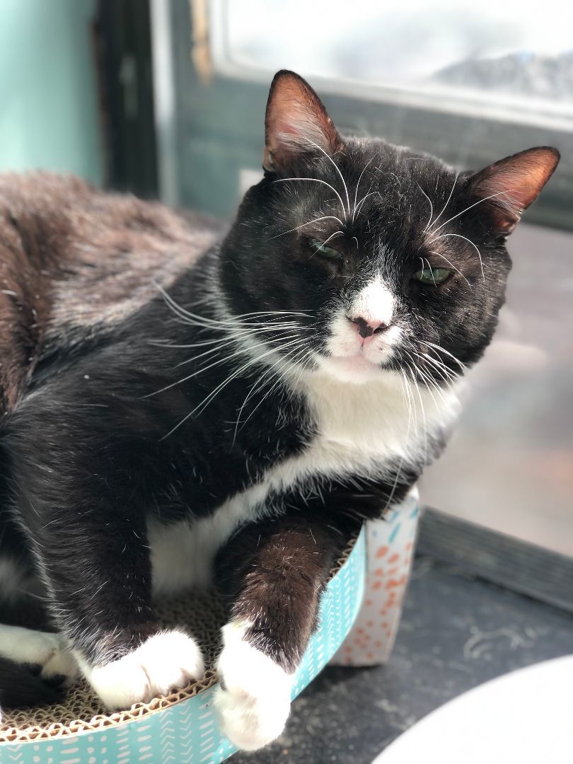 Enlarge Hugo – Sweet, Sassy with a Heart of Gold!, a Adoptable Domestic Short Hair in New York, NY image 1/5