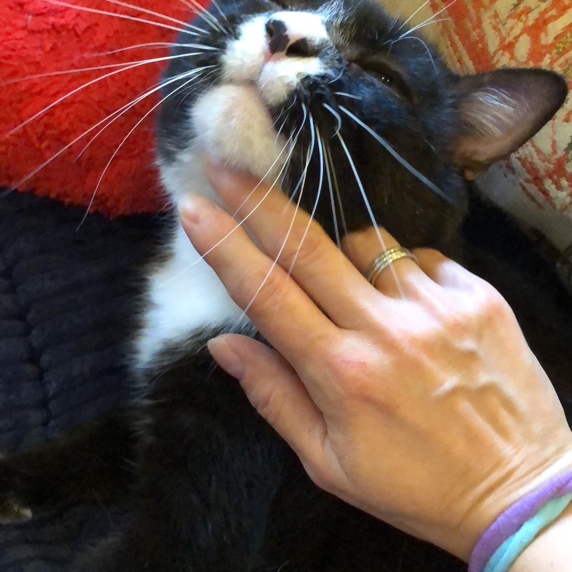 Enlarge Hugo – Sweet, Sassy with a Heart of Gold!, a Adoptable Domestic Short Hair in New York, NY image 4/5