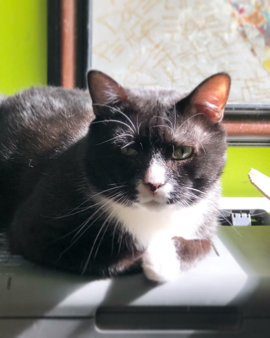 Enlarge Hugo – Sweet, Sassy with a Heart of Gold!, a Adoptable Domestic Short Hair in New York, NY image 5/5