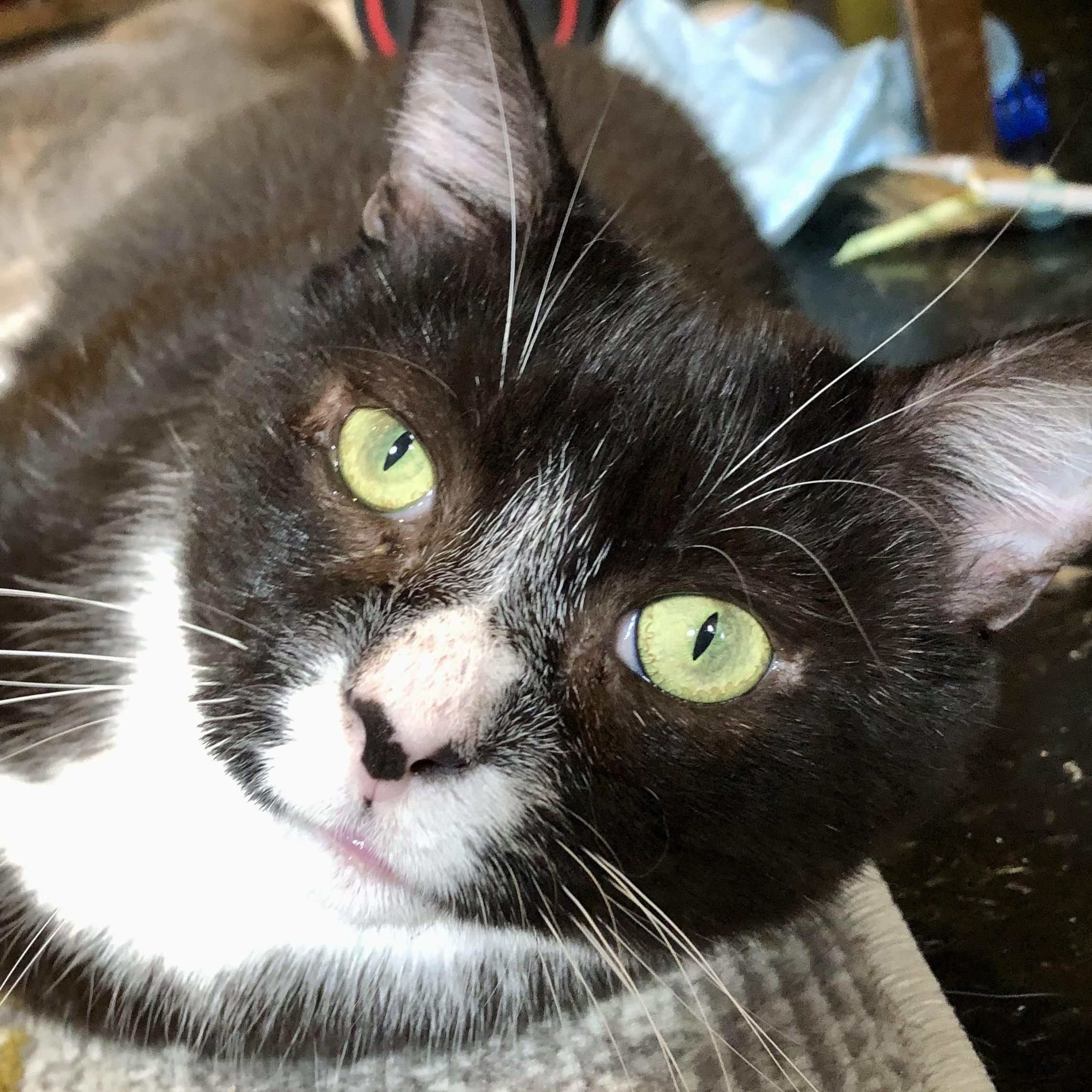 Enlarge Hugo – Sweet, Sassy with a Heart of Gold!, a Adoptable Domestic Short Hair in New York, NY image 2/5