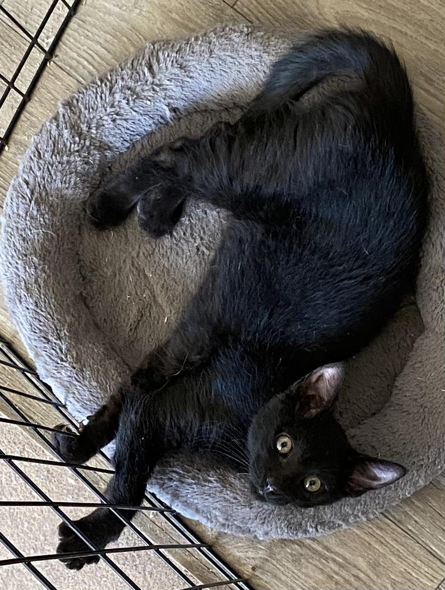 Nova