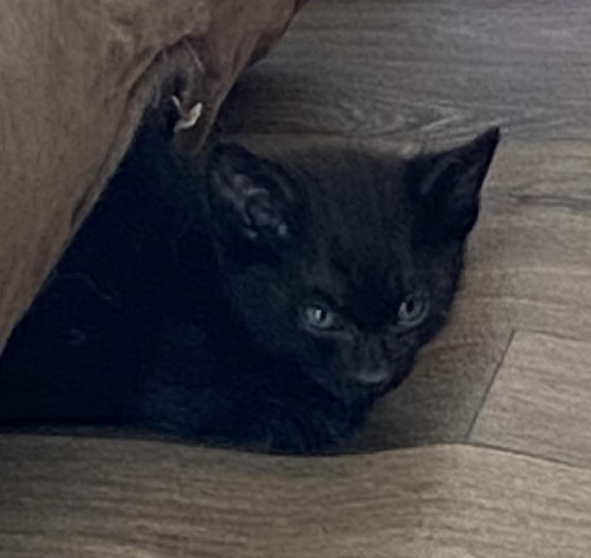 Nova, an adoptable Domestic Medium Hair in Gardnerville, NV, 89410 | Photo Image 2