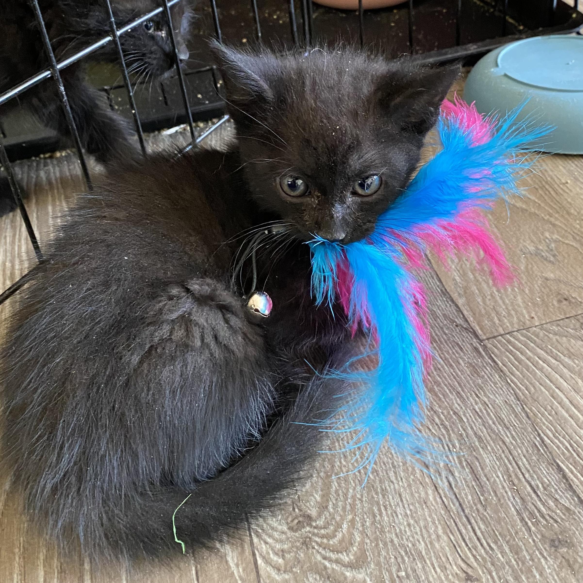 Nova, an adoptable Domestic Medium Hair in Gardnerville, NV, 89410 | Photo Image 1