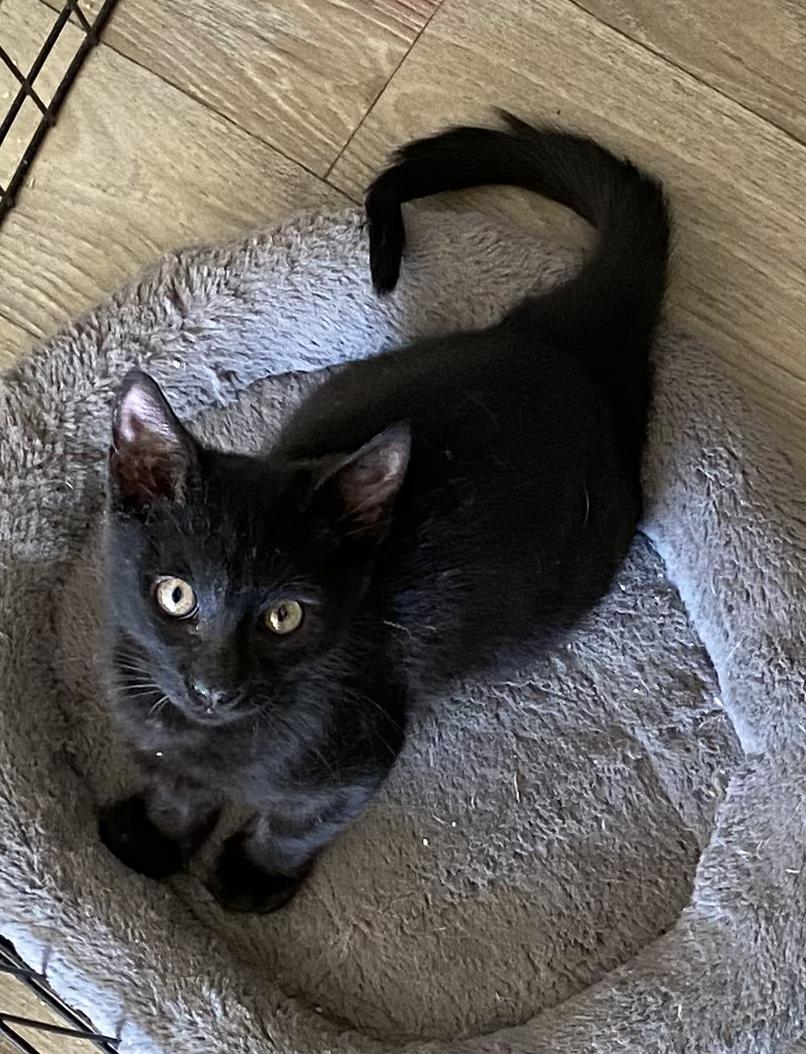 Nova