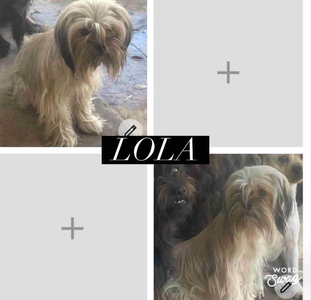 Lola, ADOPTABLE, Adult Female Shih Tzu & Chiweenie.