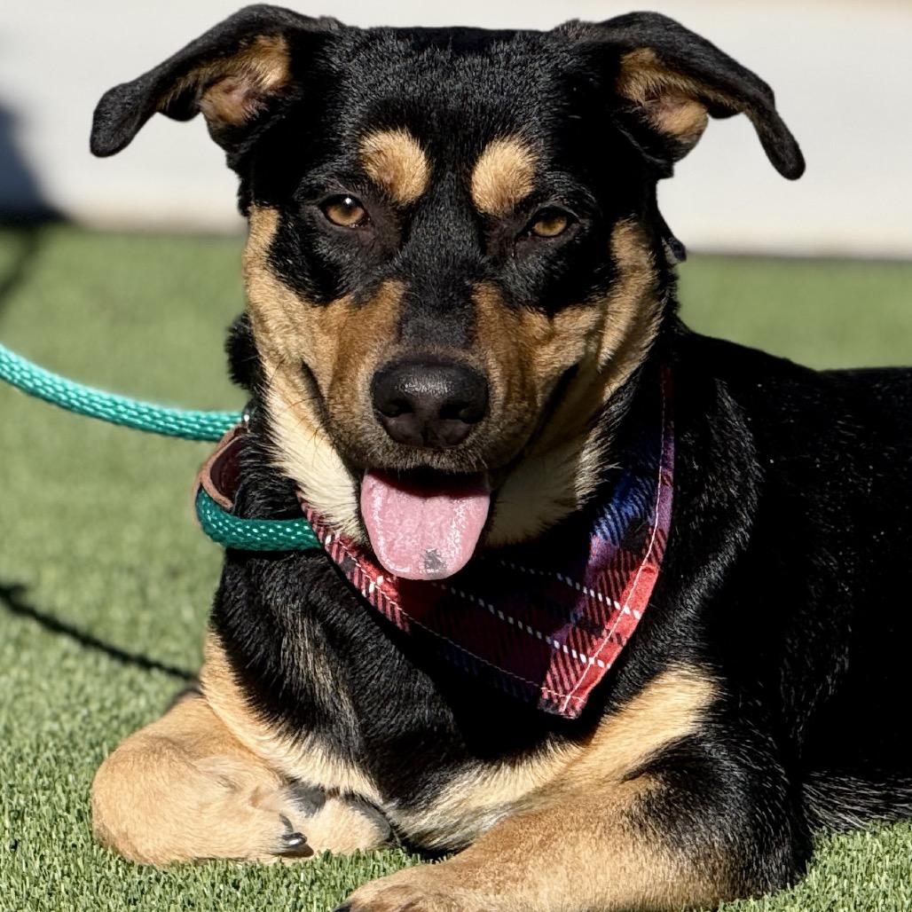 Enlarge Bennett - should be renamed HAMBONE! , a Adoptable mixed breed in Austin, TX image 1/3