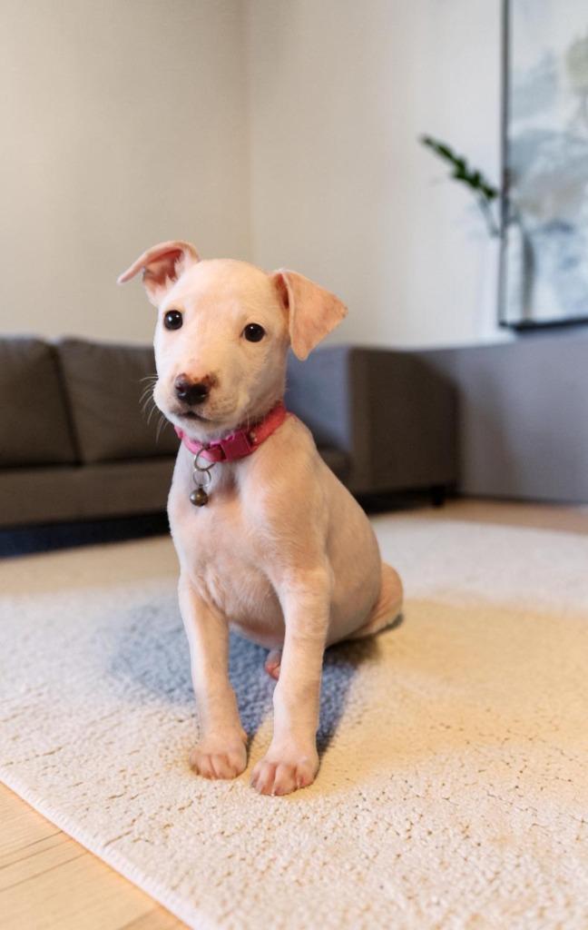 Kawai, Adoptable, Puppy Female Mixed Breed.