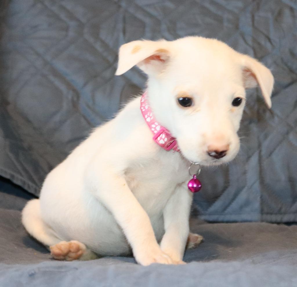 Kawai, a Adoptable Mixed Breed in Mesa, AZ image 2/6