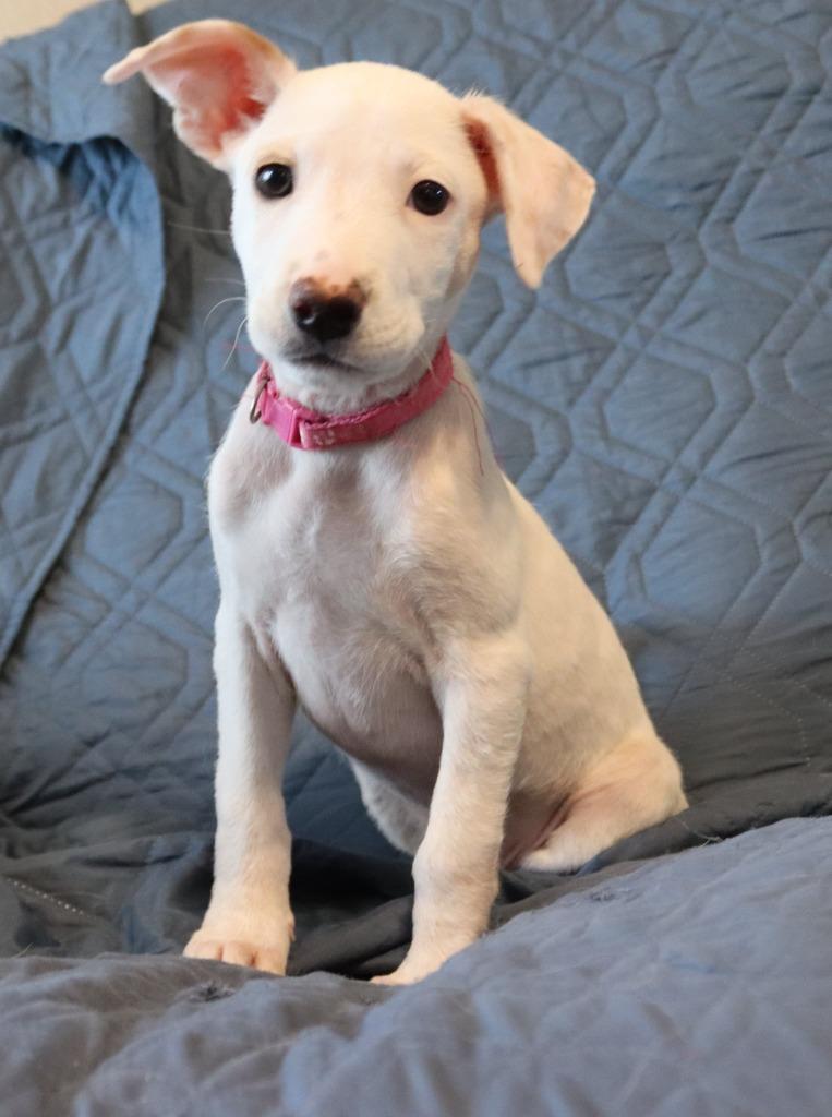 Kawai, a Adoptable Mixed Breed in Mesa, AZ image 4/6
