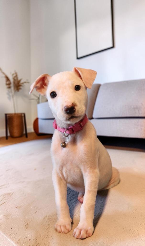 Kawai, a Adoptable Mixed Breed in Mesa, AZ image 5/6