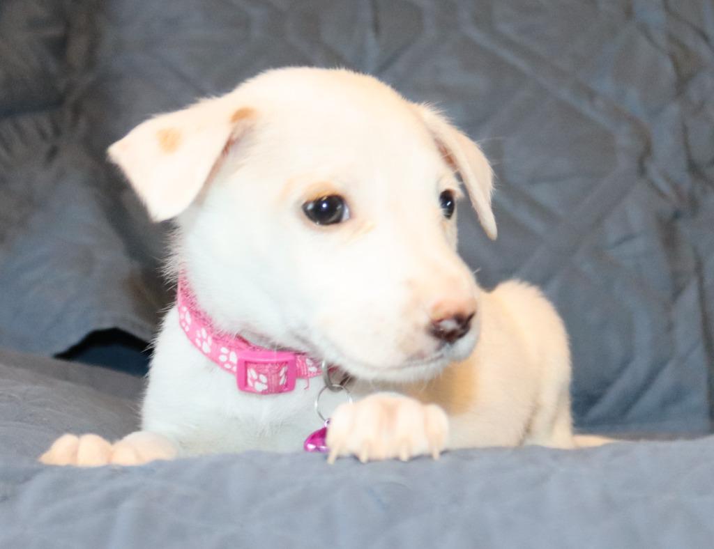 Kawai, a Adoptable Mixed Breed in Mesa, AZ image 6/6