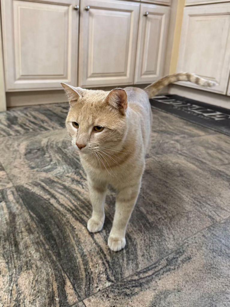 Enlarge Simba, a ADOPTABLE Domestic Short Hair in South Ozone Park, NY image 5/6