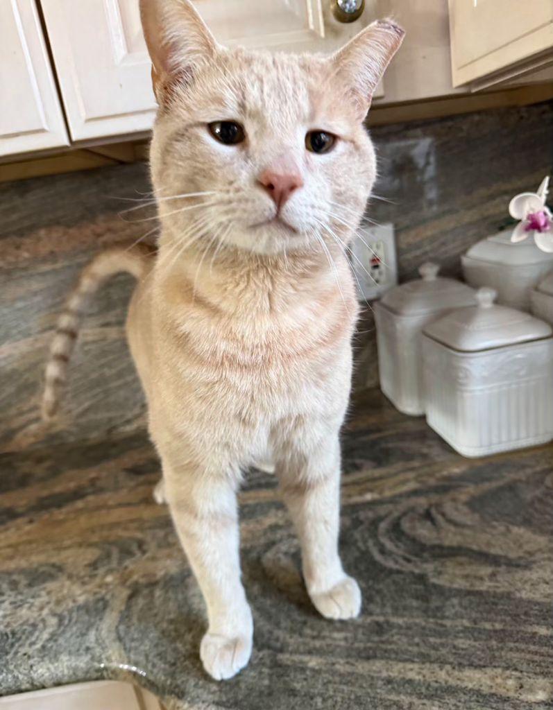 Enlarge Simba, a ADOPTABLE Domestic Short Hair in South Ozone Park, NY image 3/6