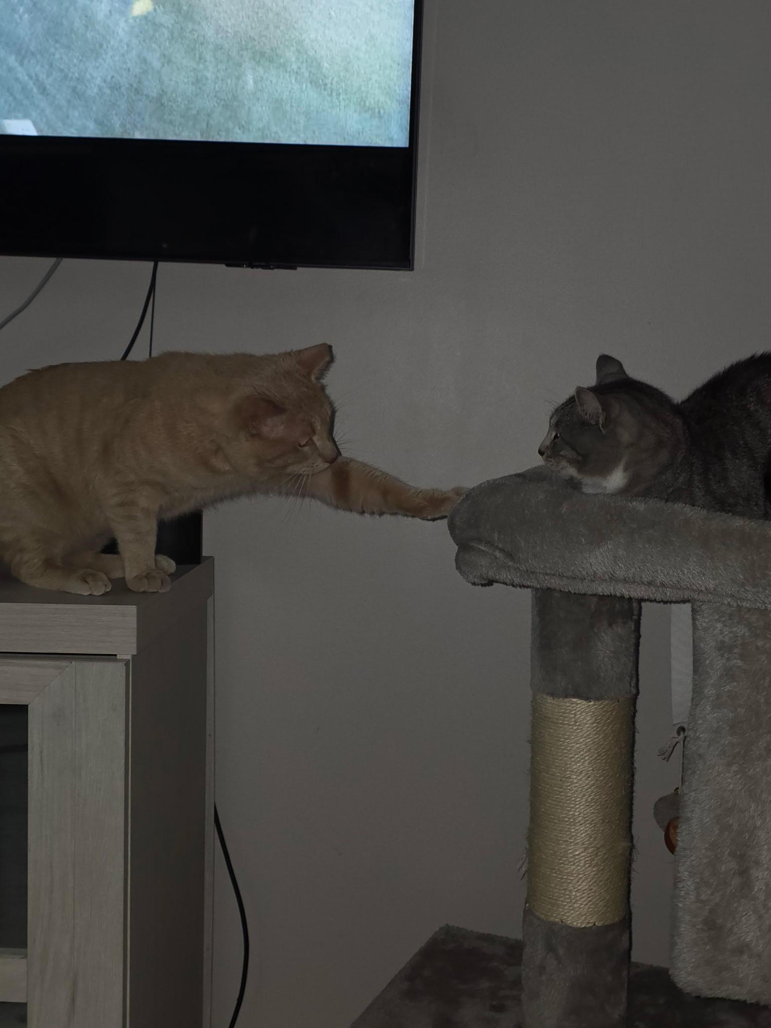 Enlarge Simba, a ADOPTABLE Domestic Short Hair in South Ozone Park, NY image 4/6