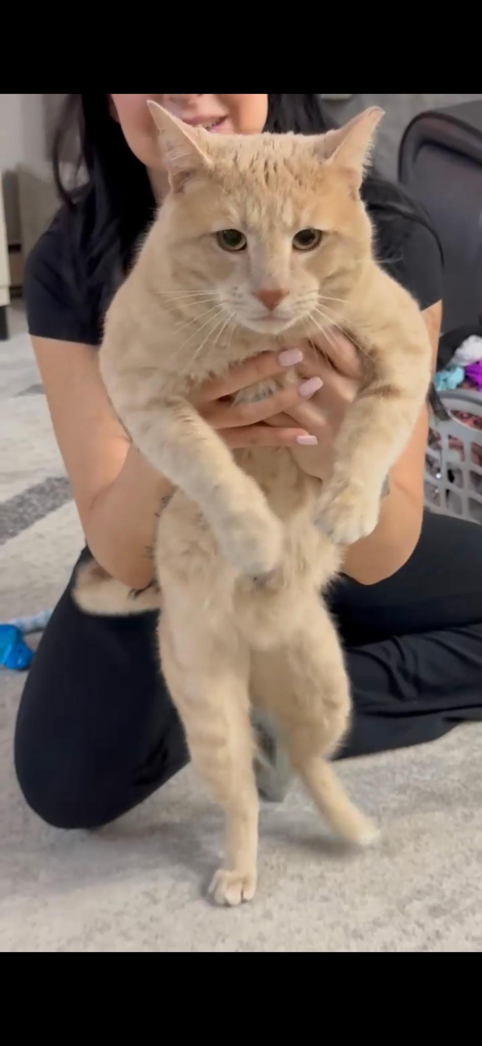 Enlarge Simba, a ADOPTABLE Domestic Short Hair in South Ozone Park, NY image 1/6